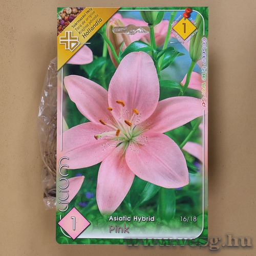 Liliom - �zsiai - Pink 1 db