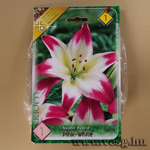 Liliom - �zsiai - Pink and White 1 db