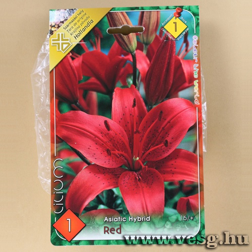 Liliom - �zsiai - Red 1 db