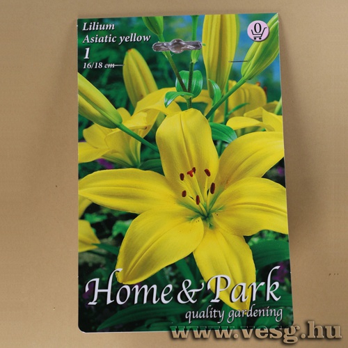 Liliom - �zsiai - Yellow 1 db