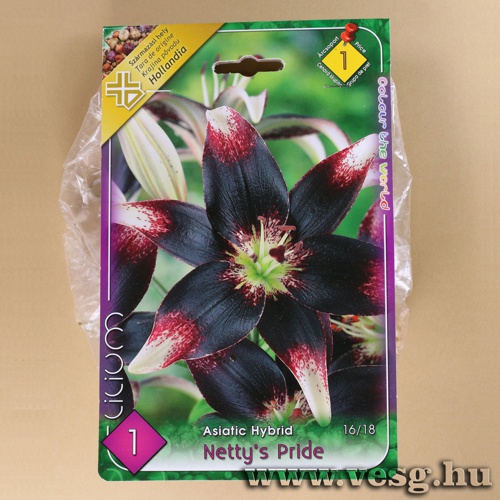Liliom - zsiai - Netty s Pride 1 db