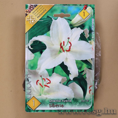 Liliom Oriental / Siberia / 1db