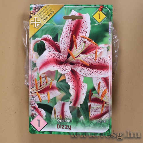 Liliom Oriental / Dizzy / 1db