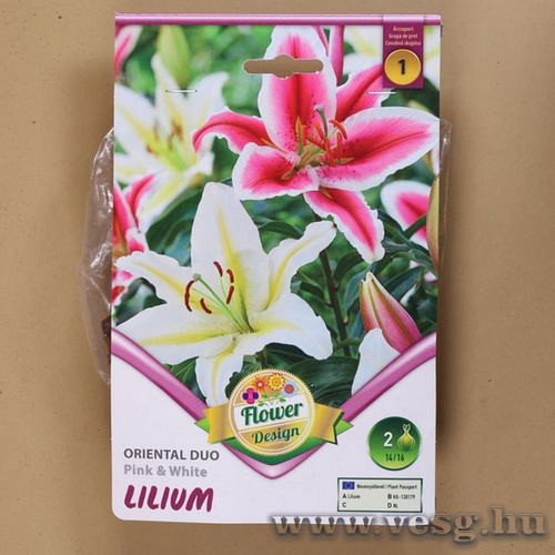 Liliom Oriental Duo / Pink And White / 2db