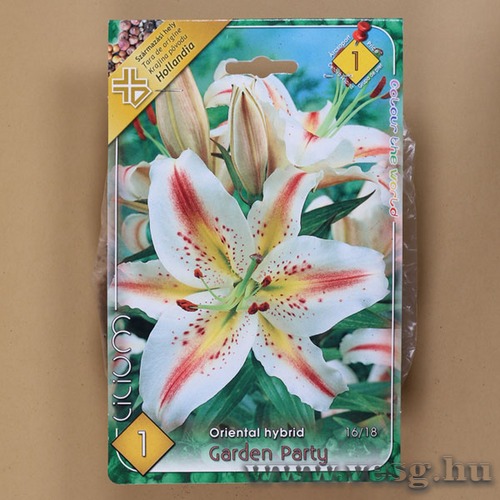 Liliom Oriental / Garden Party / 1db