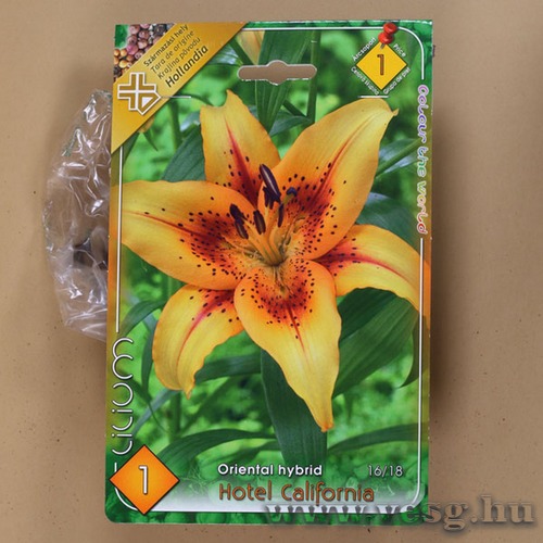 Liliom Oriental / Hotel California / 1db