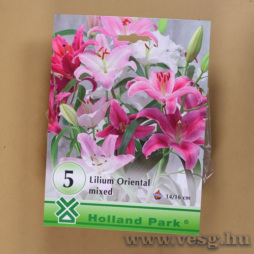 Liliom Oriental / Sz�nkever�k / 5db