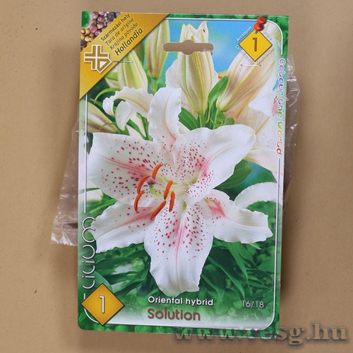 Liliom Oriental / Solution / 1db