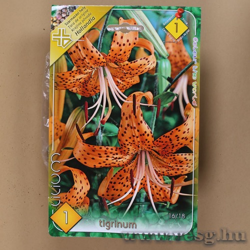 Tigrisliliom 1db