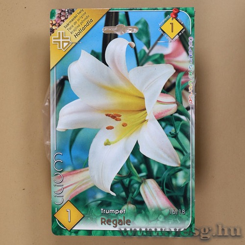 Liliom Trombit�s / Regale / 1db