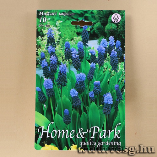 Szleslevel Gyngyike 10 db