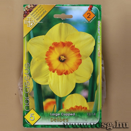 Nárcisz - Delibes 5 db