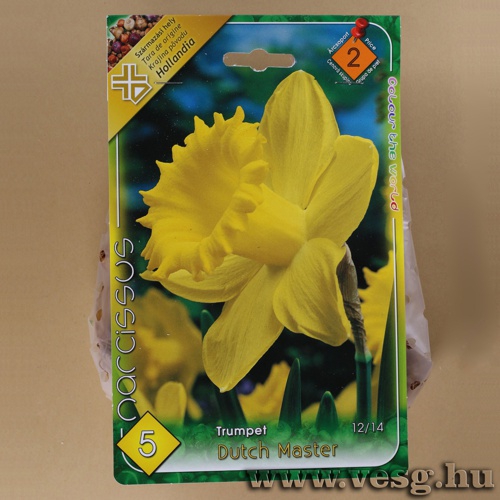N�rcisz - Dutch Master 5 db