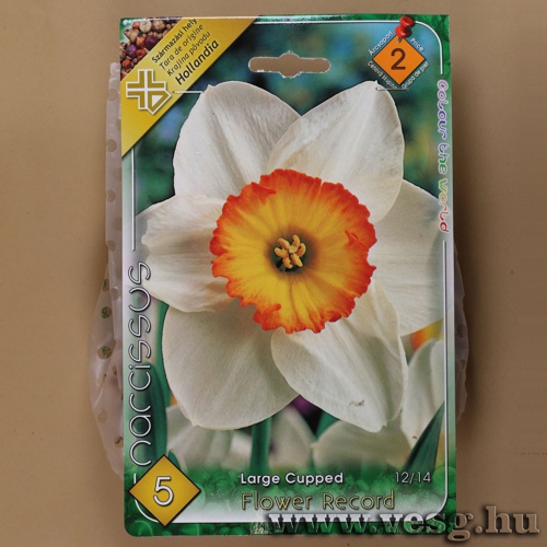 Nárcisz - Flower Record 5 db