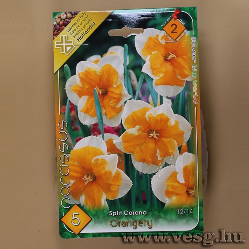 Nrcisz - Orangery 5 db