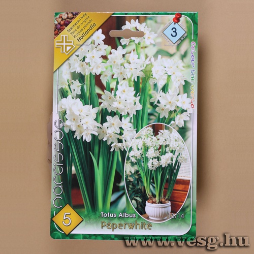 N�rcisz - Paperwhite 5 db