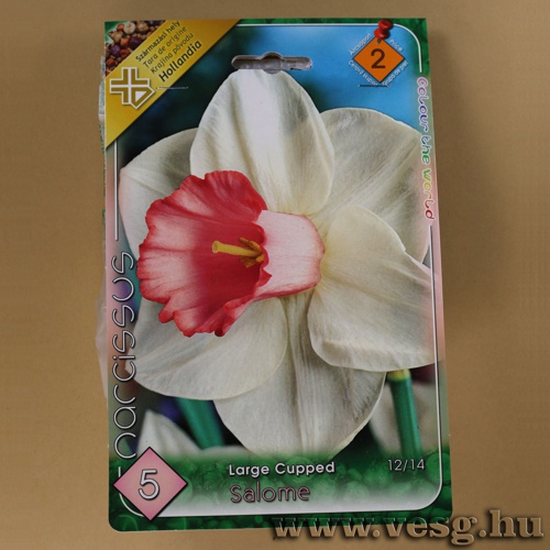 Nárcisz - Salome 5 db