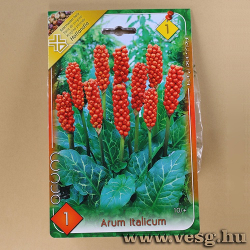 Olasz Kontyvirg 1 db