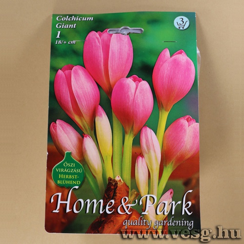 szi Kikerics - Gigant 1 db