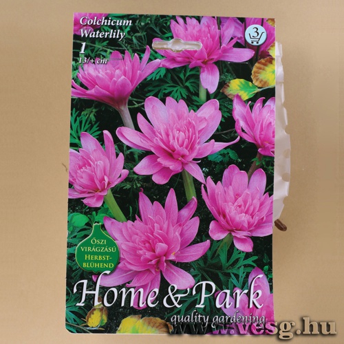 szi Kikerics - Waterlily 1 db