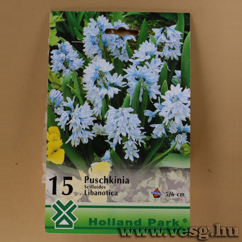 Csillagos Puskin-virg 15db