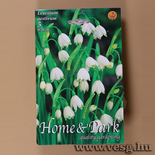 Nyri Tzike - Leucojum - Aestivum 5 db