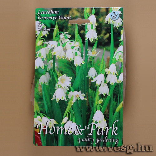 Ny�ri T�zike - Leucojum - Gravetye Giant 5 db