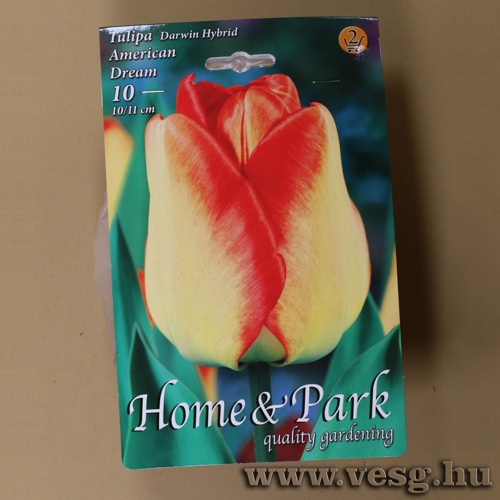 Tulip�n - American Dream 6 db
