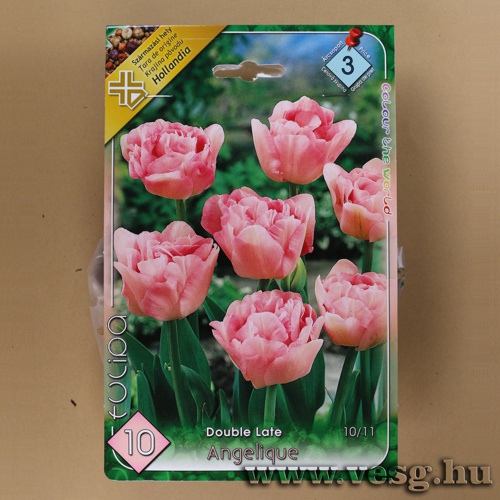 Tulipn - Angelique 10 db