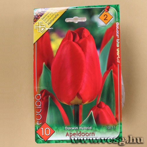 Tulipn - Apeldoorn 8 db