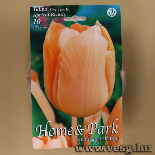 Tulip�n - Apricot Beauty 7 db