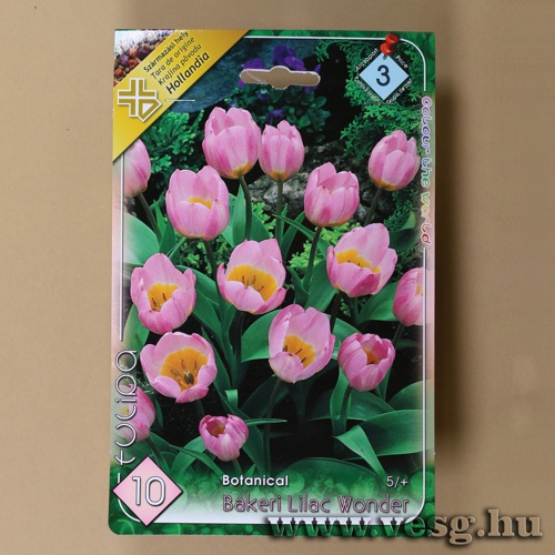 Tulip�n - Bakeri Lilac Wonder 10 db