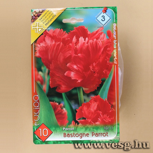 Tulip�n - Bastogne Parrot 8 db