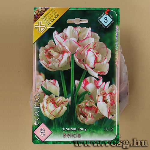 Tulipn - Belicia 8 db