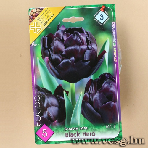 Tulipn - Black Hero 5 db