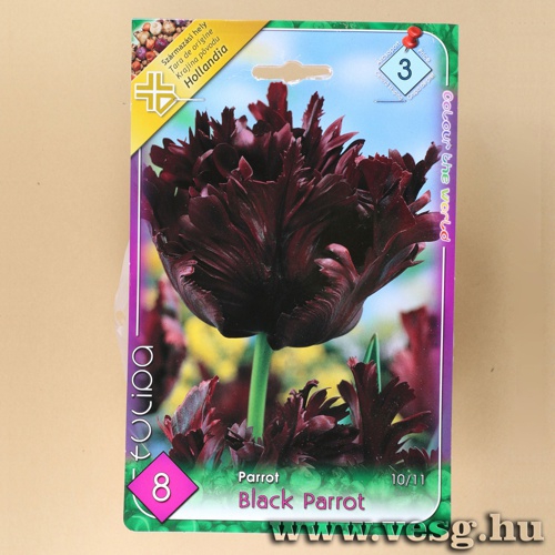 Tulip�n - Black Parrot 7 db