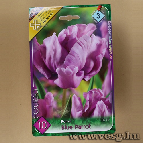 Tulip�n - Blue Parrot 10 db