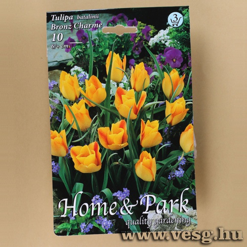 Tulip�n - Bronz Charme 10 db