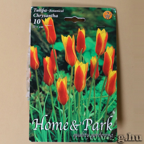 Tulip�n - Chrysantha 10 db