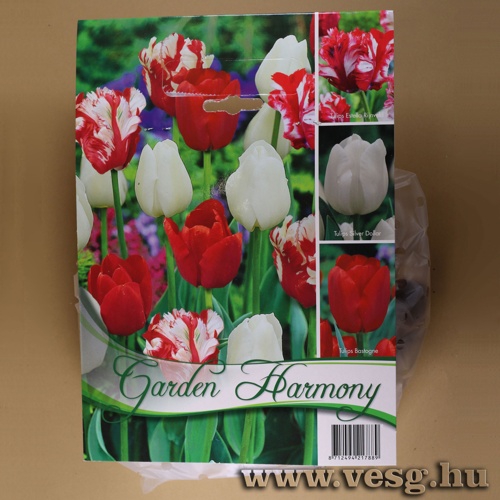 Tulip�n Kollekci� - Red and White 3 x 5 db