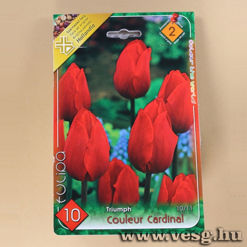 Tulip�n - Red 6 db