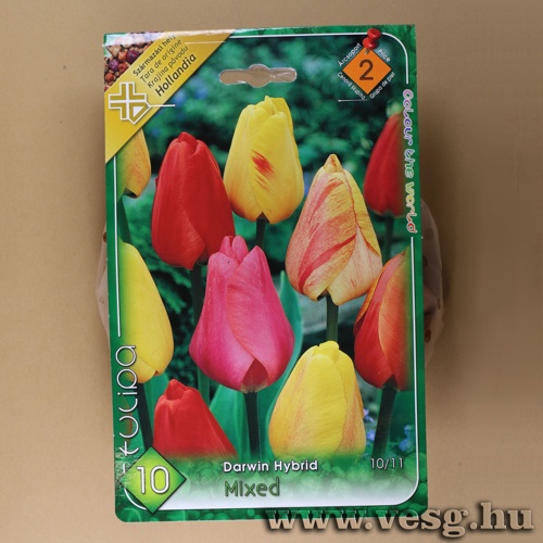 Tulip�n - Darwin Hybrid - Sz�nkever�k 10 db