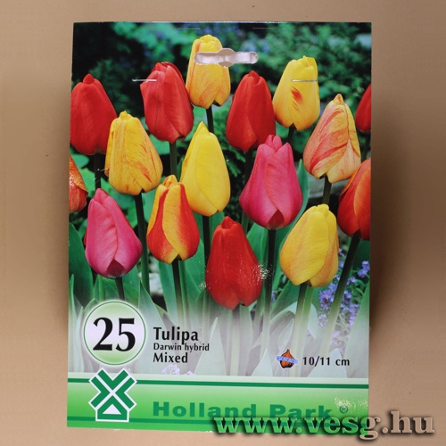 Tulip�n - Darwin Hybrid - Sz�nkever�k 20 db