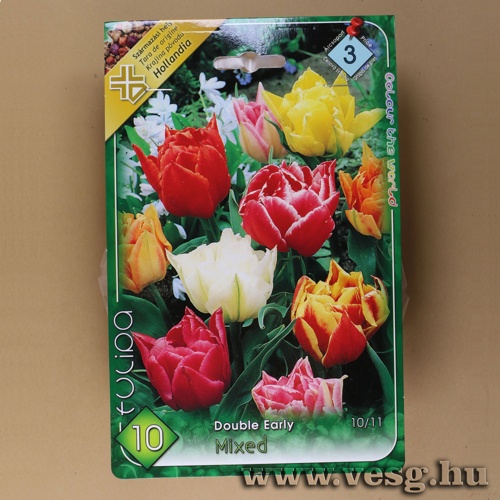 Tulip�n - Dupla - Korai Sz�nkever�k 10 db