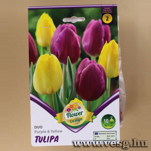 Tulip�n Duo - Purple and Yellow 6 db