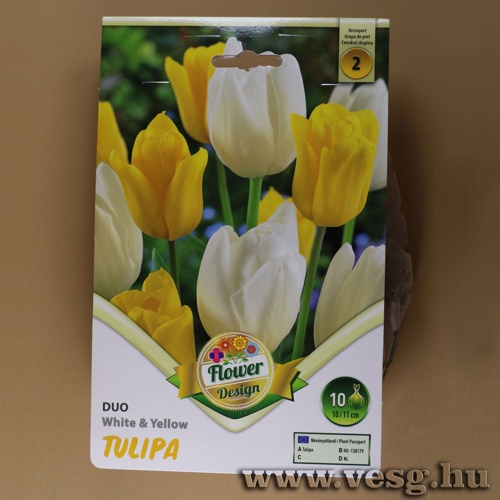 Tulipn Duo - White and Yellow 6 db