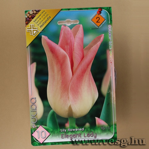 Tulip�n - Elegant Lady 6 db