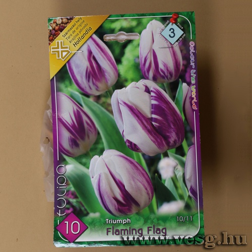 Tulip�n - Flaming Flag 6 db