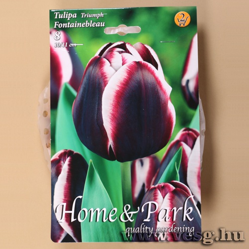 Tulip�n - Fontainebleau 8 db