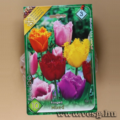 Tulipn - Fringed - Sznkeverk 10 db